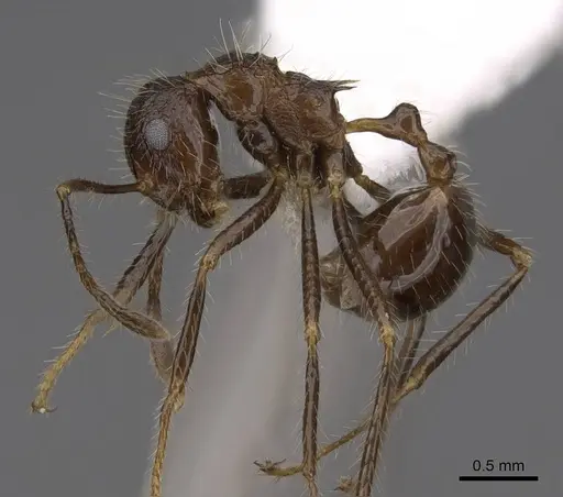 Myrmicaria exigua specimen CASENT0923006 image casent0923006_3