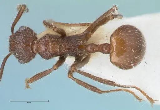 Myrmicaria exigua specimen FOCOL1586 image focol1586_1