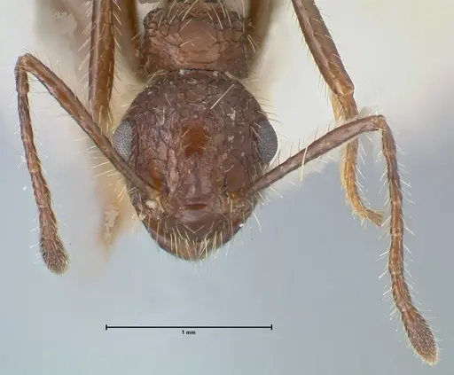 Myrmicaria exigua specimen FOCOL1586 image focol1586_2