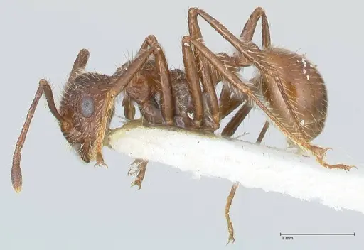 Myrmicaria exigua specimen FOCOL1586 image focol1586_3