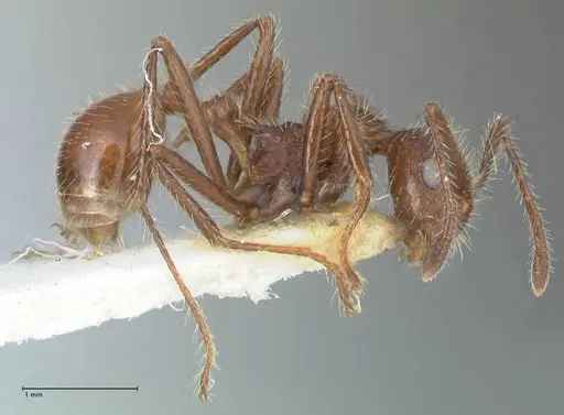 Myrmicaria exigua specimen FOCOL1586 image focol1586_4