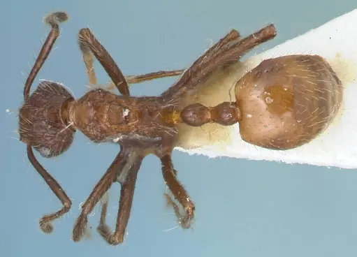 Myrmicaria exigua specimen FOCOL1587 image focol1587_1