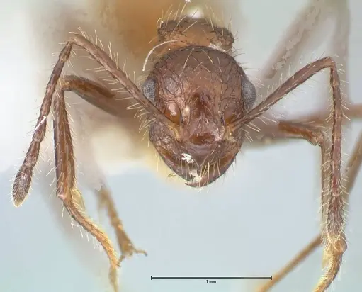 Myrmicaria exigua specimen FOCOL1587 image focol1587_2