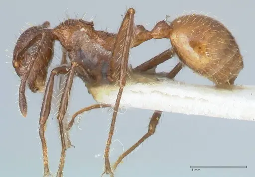 Myrmicaria exigua specimen FOCOL1587 image focol1587_3