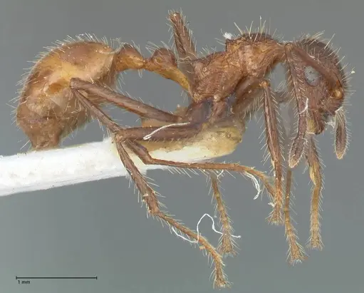 Myrmicaria exigua specimen FOCOL1587 image focol1587_4