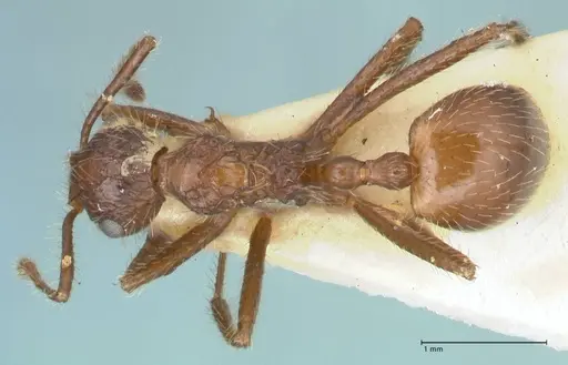Myrmicaria exigua specimen FOCOL1588 image focol1588_1