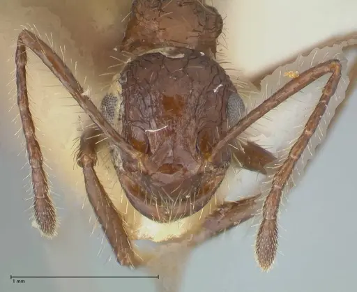 Myrmicaria exigua specimen FOCOL1588 image focol1588_2