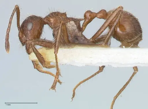 Myrmicaria exigua specimen FOCOL1588 image focol1588_3
