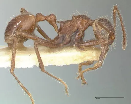 Myrmicaria exigua specimen FOCOL1588 image focol1588_4