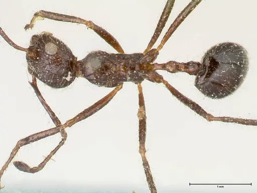 Myrmicaria exigua specimen FOCOL1589 image focol1589_1