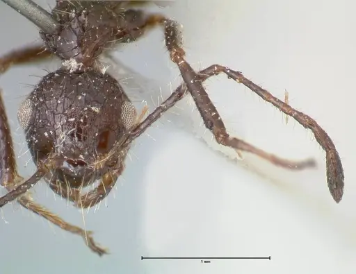 Myrmicaria exigua specimen FOCOL1589 image focol1589_2