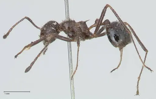 Myrmicaria exigua specimen FOCOL1589 image focol1589_3