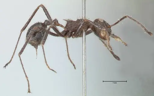 Myrmicaria exigua specimen FOCOL1589 image focol1589_4