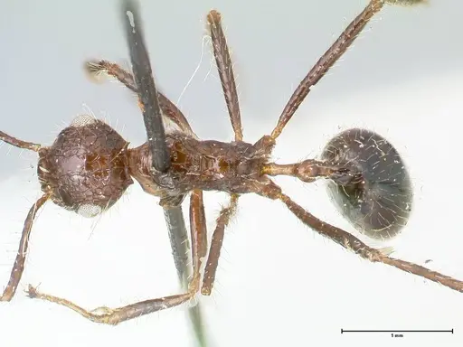 Myrmicaria exigua specimen FOCOL1590 image focol1590_1