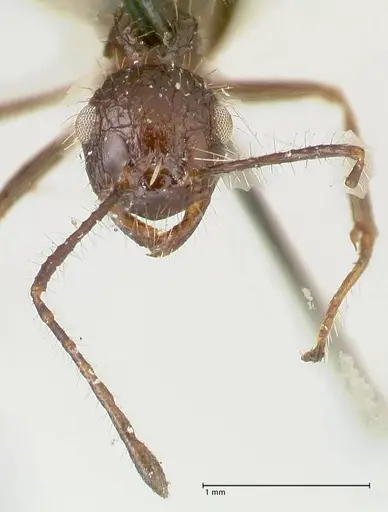 Myrmicaria exigua specimen FOCOL1590 image focol1590_2