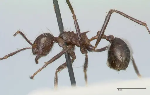 Myrmicaria exigua specimen FOCOL1590 image focol1590_3