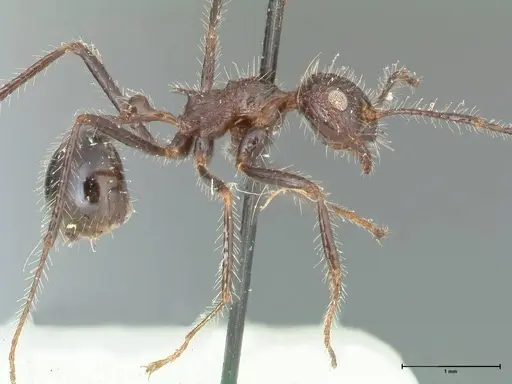 Myrmicaria exigua specimen FOCOL1590 image focol1590_4
