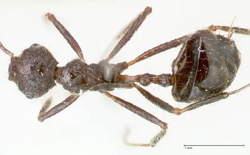Myrmicaria exigua specimen FOCOL1591 image focol1591_1