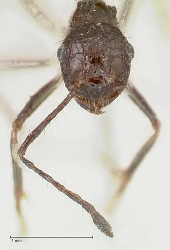 Myrmicaria exigua specimen FOCOL1591 image focol1591_2