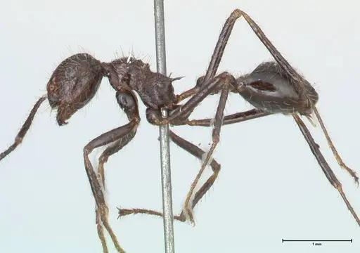 Myrmicaria exigua specimen FOCOL1591 image focol1591_3