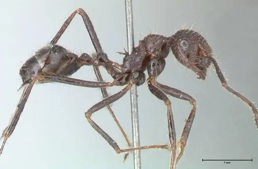 Myrmicaria exigua specimen FOCOL1591 image focol1591_4