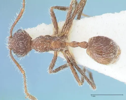 Myrmicaria exigua specimen FOCOL1592 image focol1592_1
