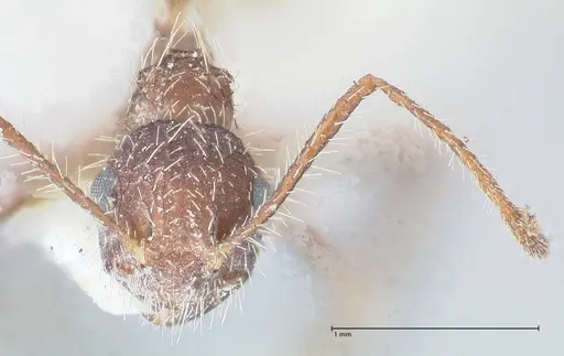 Myrmicaria exigua specimen FOCOL1592 image focol1592_2
