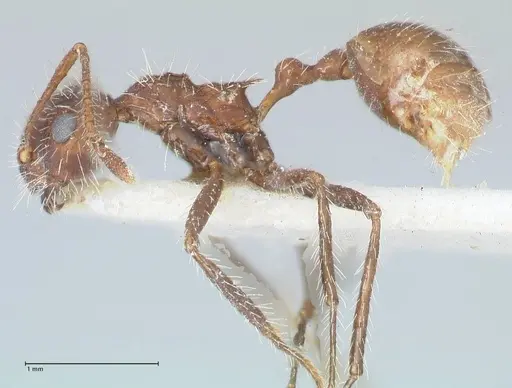 Myrmicaria exigua specimen FOCOL1592 image focol1592_3