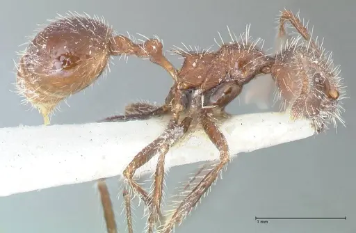 Myrmicaria exigua specimen FOCOL1592 image focol1592_4