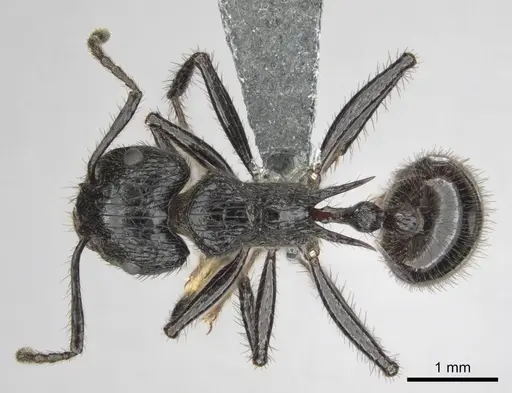 Myrmicaria faurei specimen CASENT0258991 image casent0258991_1