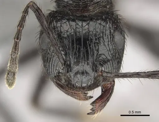 Myrmicaria faurei specimen CASENT0258991 image casent0258991_2