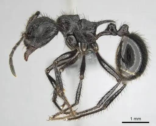 Myrmicaria faurei specimen CASENT0258991 image casent0258991_4