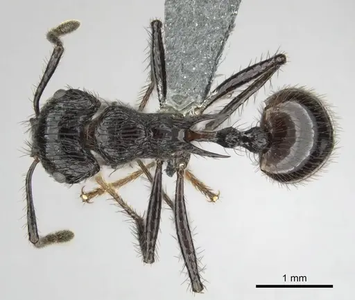 Myrmicaria faurei specimen CASENT0259017 image casent0259017_1