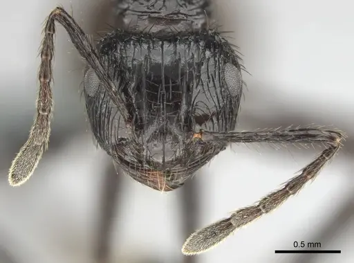 Myrmicaria faurei specimen CASENT0259017 image casent0259017_3