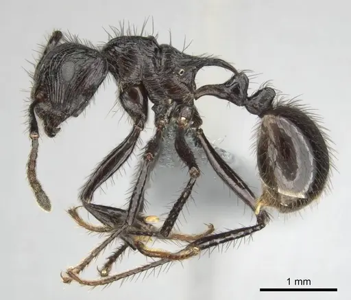 Myrmicaria faurei specimen CASENT0259017 image casent0259017_4