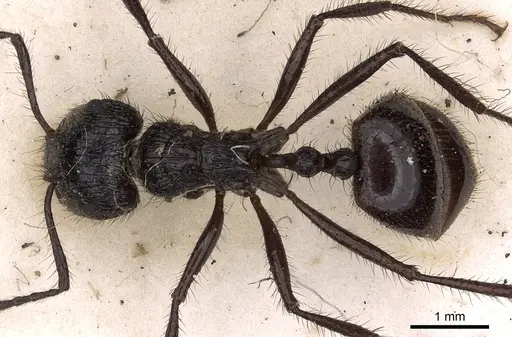 Myrmicaria faurei specimen CASENT0900507 image casent0900507_1