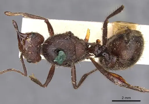 Myrmicaria fodiens specimen CASENT0900497 image casent0900497_1