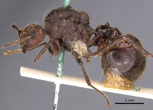 Myrmicaria fodiens specimen CASENT0900497 image casent0900497_3
