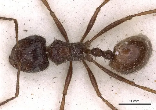 Myrmicaria foreli specimen CASENT0900511 image casent0900511_1