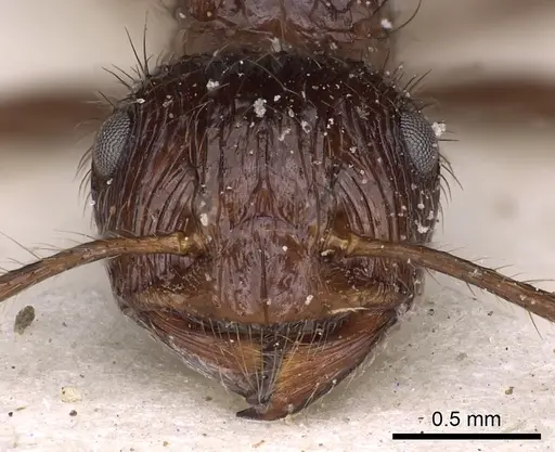 Myrmicaria foreli specimen CASENT0900511 image casent0900511_2