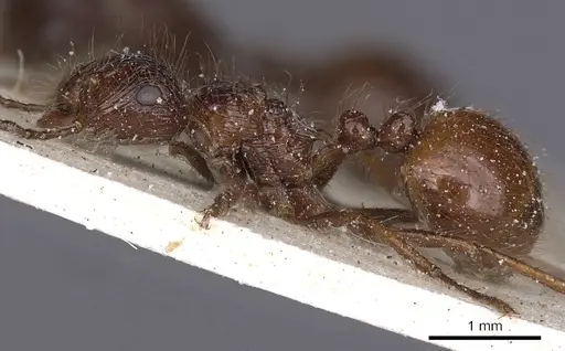 Myrmicaria foreli specimen CASENT0900511 image casent0900511_3