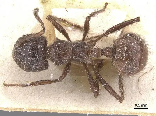 Myrmicaria foreli specimen CASENT0913040 image casent0913040_1