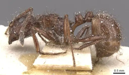 Myrmicaria foreli specimen CASENT0913040 image casent0913040_3