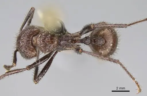 Myrmicaria fumata specimen ANTWEB1025030 image antweb1025030_1