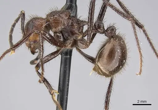Myrmicaria fumata specimen ANTWEB1025030 image antweb1025030_3