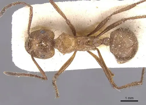 Myrmicaria fumata specimen CASENT0913041 image casent0913041_1
