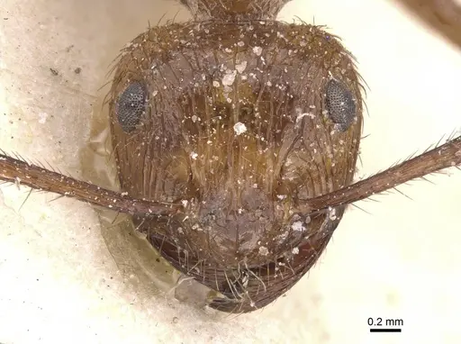 Myrmicaria fumata specimen CASENT0913041 image casent0913041_2