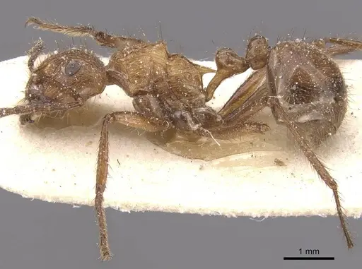 Myrmicaria fumata specimen CASENT0913041 image casent0913041_3