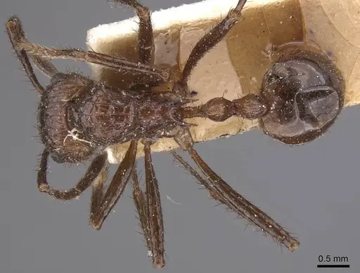 Myrmicaria fumata specimen CASENT0915405 image casent0915405_1