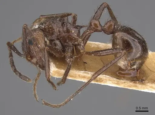 Myrmicaria fumata specimen CASENT0915405 image casent0915405_3